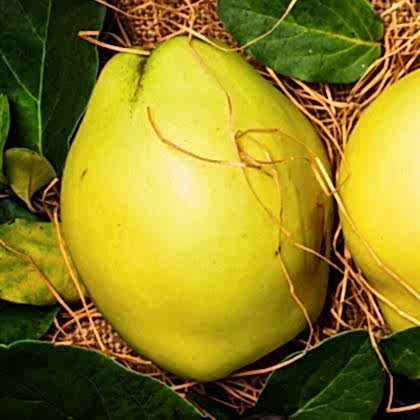 Ekmek Ayvası Fidanı  Çok Sulu  Cydonia Oblonga