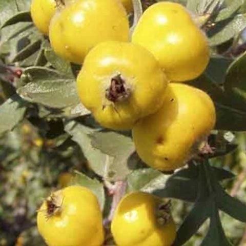 Bodur Alıç Fidanı
