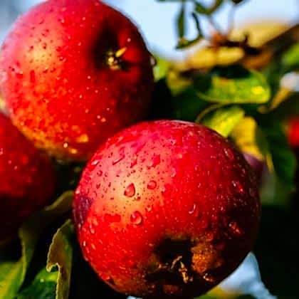 Kiku Fuji Elma Fidanı