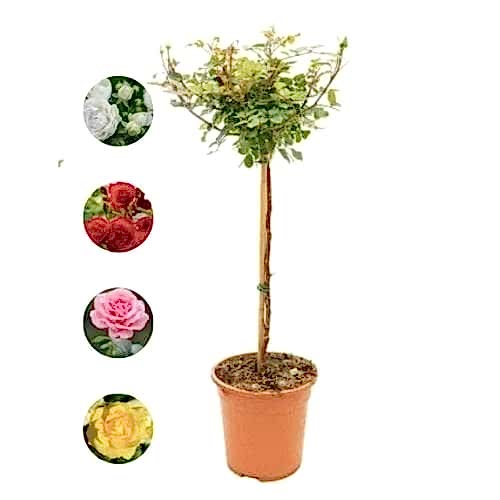 Baston Gülü Standart Roses