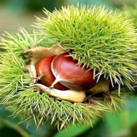 Balıkesir Kestane Fidanı