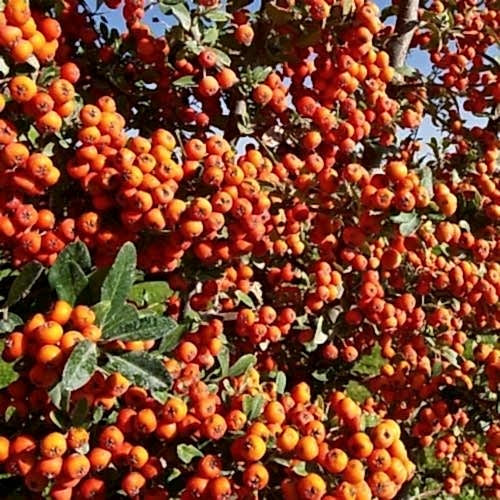 Uzun Ateş Dikeni Çiçeği 60 cm
