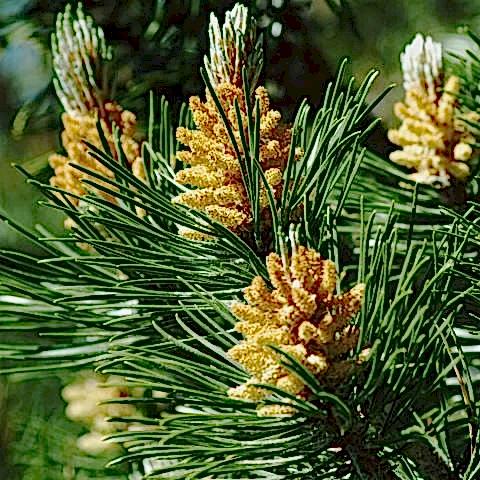 Fıstık Çamı Fidanı Pinus Pinea
