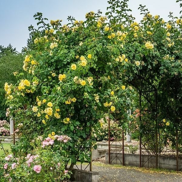 Golden Gate Çardak Sarmaşık Gül Fidanı