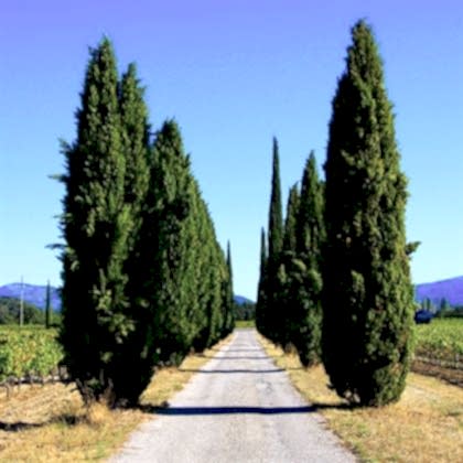 Kara Servi Fidanı Cupressus Sempervirens
