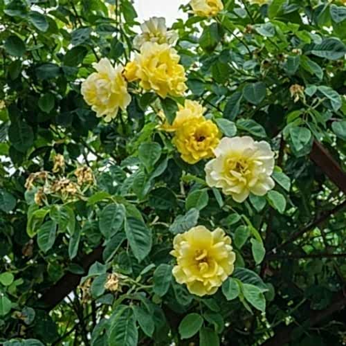 Perfect Yellow Çardak Sarmaşık Gül Fidanı