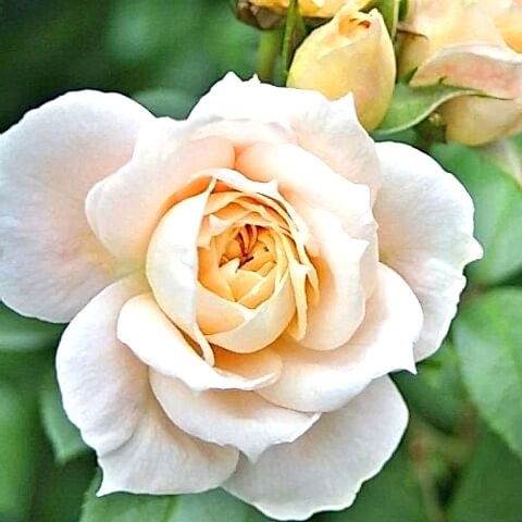 Lion Rose Gül Fidanı