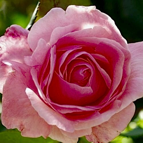Sugar Pink Gül Fidanı
