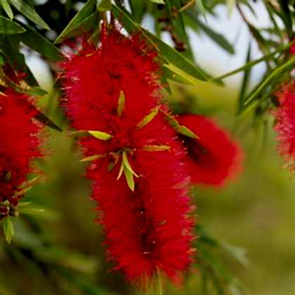 Kırmızı Fırça Çalısı Fidanı Callistemon