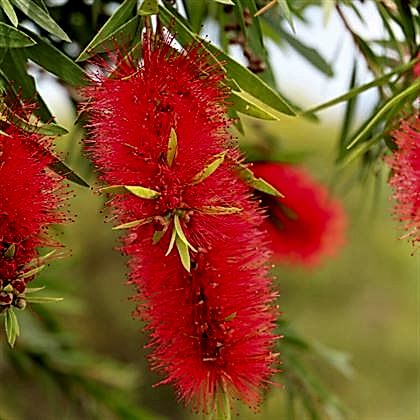 Kırmızı Fırça Çalısı Fidanı Callistemon