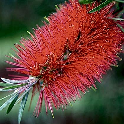 Kırmızı Fırça Çalısı Fidanı Callistemon
