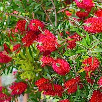 Kırmızı Fırça Çalısı Fidanı Callistemon