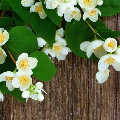 Filbahri Çiçeği Çok Kokuludur Philadelphus