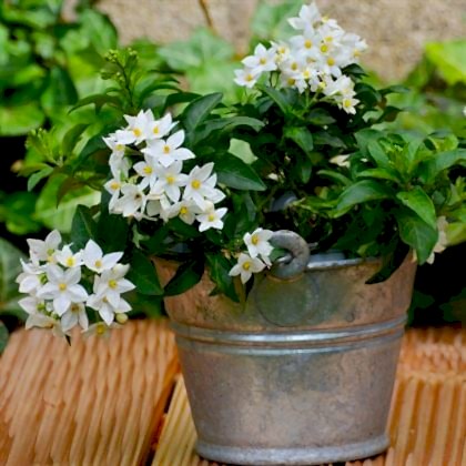 Filbahri Çiçeği Çok Kokuludur Philadelphus