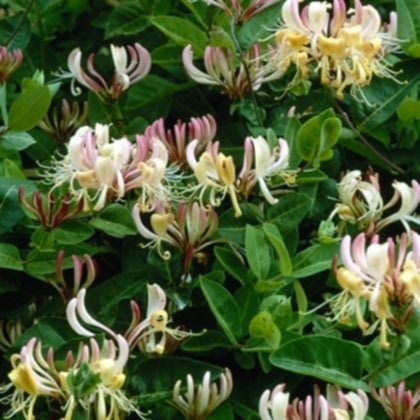 Kırmızı Hanımeli Çiçeği Lonicera Sempervivens