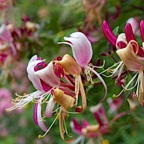 Kırmızı Hanımeli Çiçeği Lonicera Sempervivens