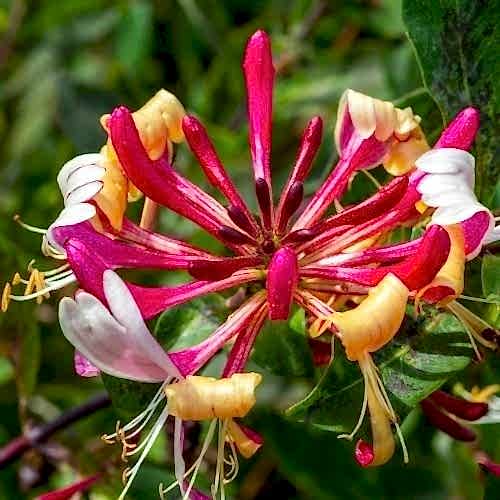 Kırmızı Hanımeli Çiçeği Lonicera Sempervivens