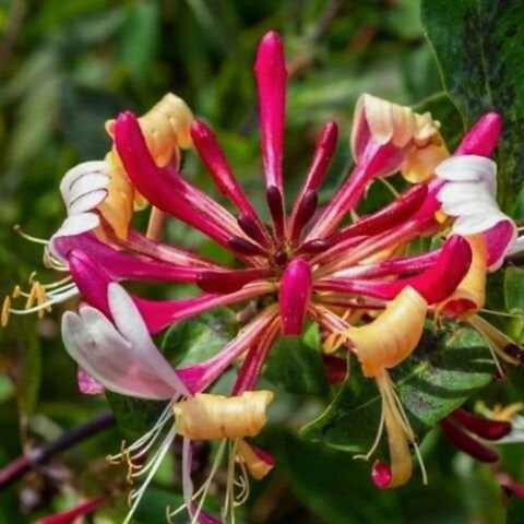 Kırmızı Hanımeli Çiçeği Lonicera Sempervivens