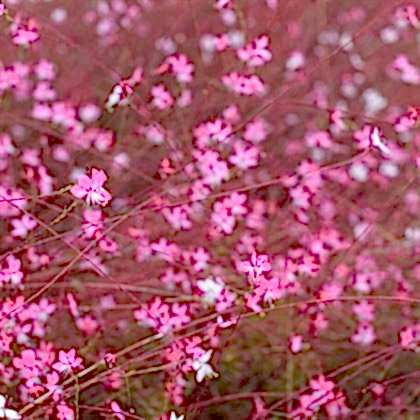 Gaura Çiçeği Gaura Lindheimeri