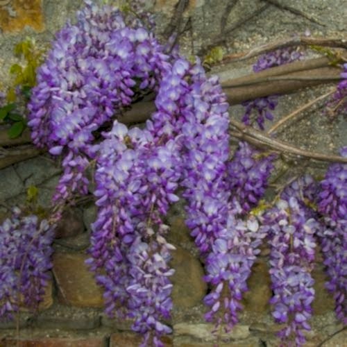 Mor Salkım Fidanı Çok Kokuludur Wisteria