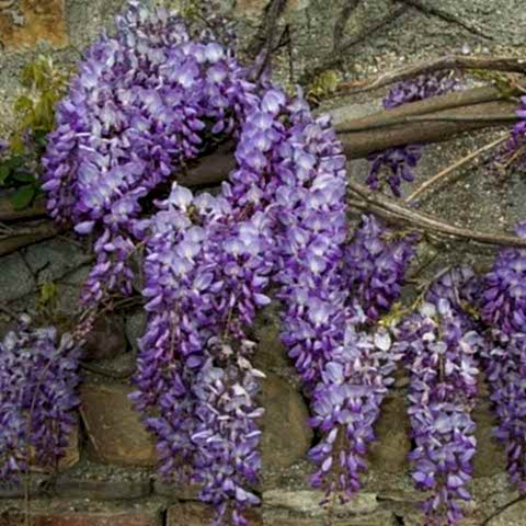 Mor Salkım Fidanı Çok Kokuludur Wisteria