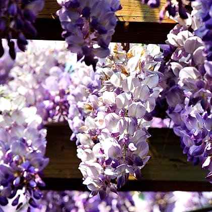 Mor Salkım Fidanı Çok Kokuludur Wisteria