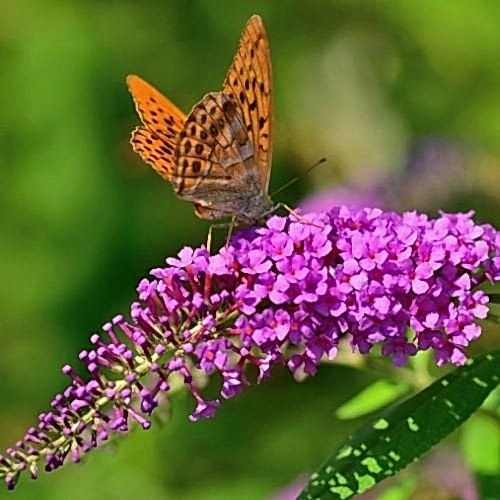Pembe Kelebek Çalısı buddleja davidii