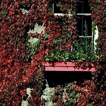 Amerikan Sarmaşığı Parthenocissus Quinquefolia