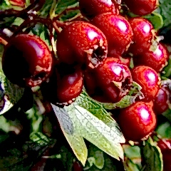Alıç Fidanı Bol Şifalı Cinsten Crataegus Monogyna