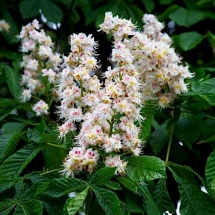 At Kestanesi Fidanı aesculus hippocastanum