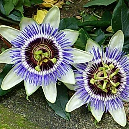 Çarkıfelek Sarmaşığı Saat Çiçeği  Passiflora Caerulea