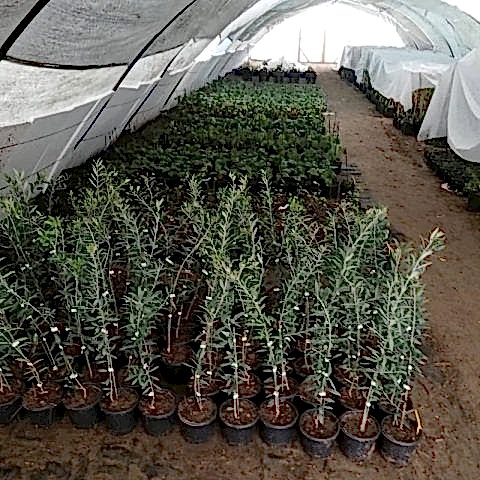 Bodur Zeytin Fidanı Arbequina 60 cm ispanyol zeytini