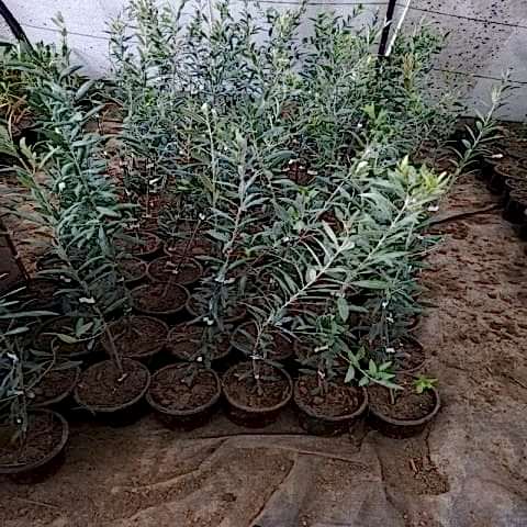 Bodur Zeytin Fidanı Arbequina 60 cm ispanyol zeytini