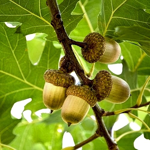 Meşe Pelit Ağacı Fidanı - Palamut Guercus