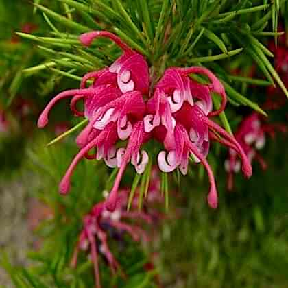 Gravilla Çalısı Fidanı Grevillea Rosmarinifolia