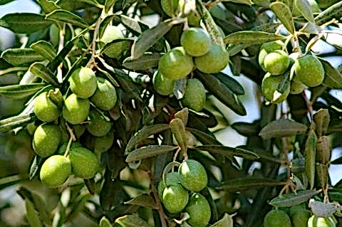 Gemlik Trilye Zeytin Fidanı
