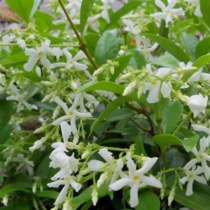 Arap Madagaskar Yasemini  Jasminum Sambac