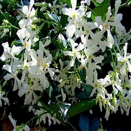 Arap Madagaskar Yasemini  Jasminum Sambac