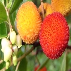Dağ Çileği Koca Yemiş  Arbutus Unedo