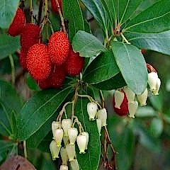 Dağ Çileği Koca Yemiş  Arbutus Unedo