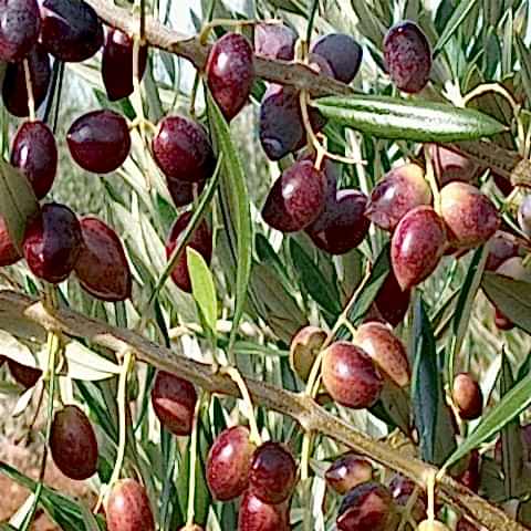 Arbequina Zeytin Fidanı 60 cm