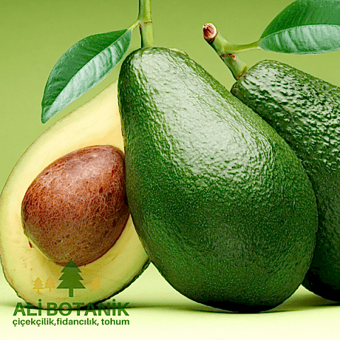 Avokado Fidanı alligator pirum