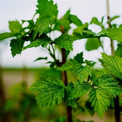 Kırmızı Ahududu - Frambuaz Fidanı Rubus İdaeus