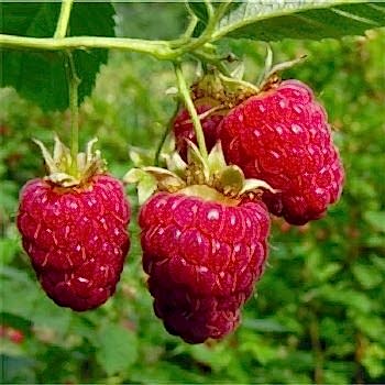 Kırmızı Ahududu - Frambuaz Fidanı Rubus İdaeus