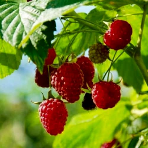 Kırmızı Ahududu - Frambuaz Fidanı Rubus İdaeus