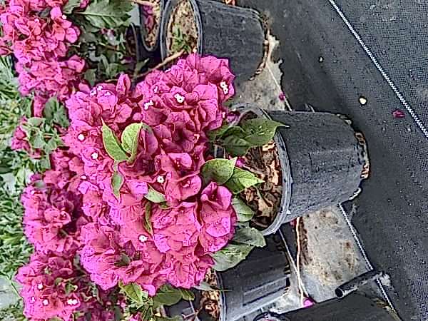 Bodur Begonvil Çiçeği Bougainvillea