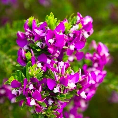Poligala Çiçeği - Süt Otu Polygala Myrtifolia