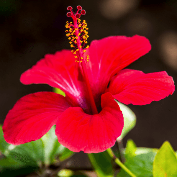 Japon Gülü Hibiscus Rosa Sinensis