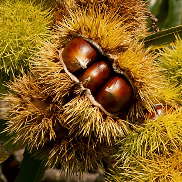 Siyah Kestane Fidanı Castanea Sativa