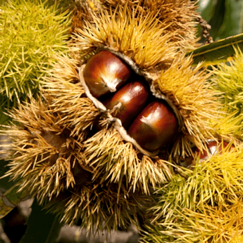 Siyah Kestane Fidanı Castanea Sativa